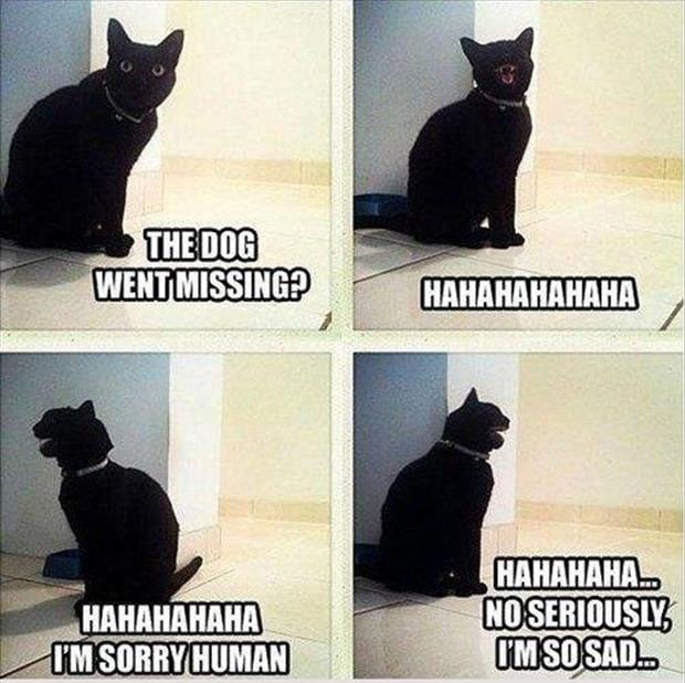 the dog went missing cat laughs