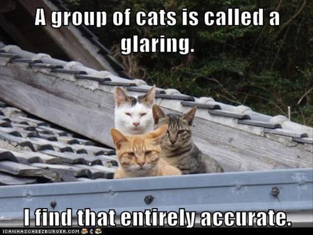 what do you call a group of cats