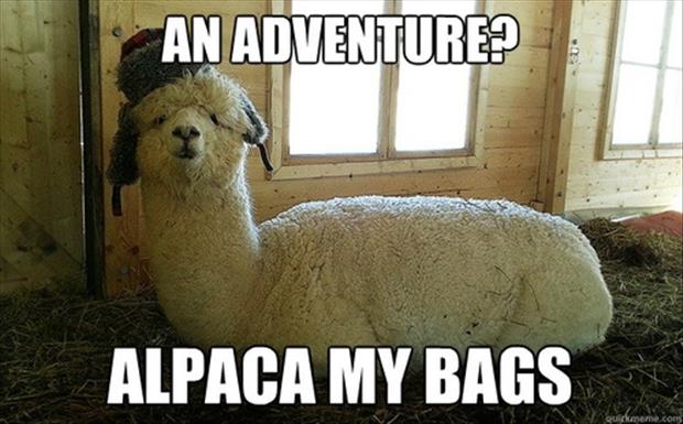 alpaca funny animals