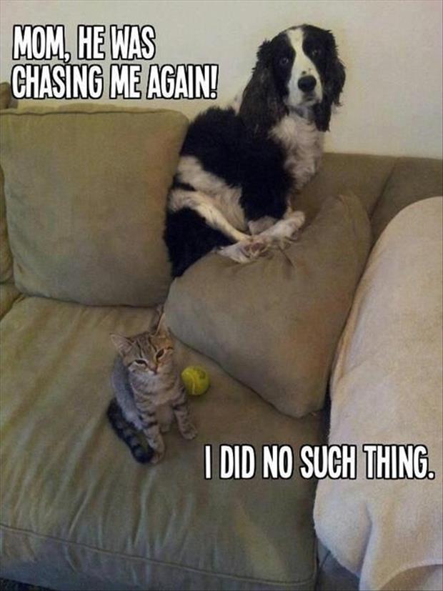cat chasing dog funny pictures