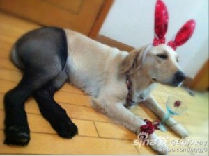 dogs-wearing-pantyhose-funny-animal-pictures-8-300x225.jpg