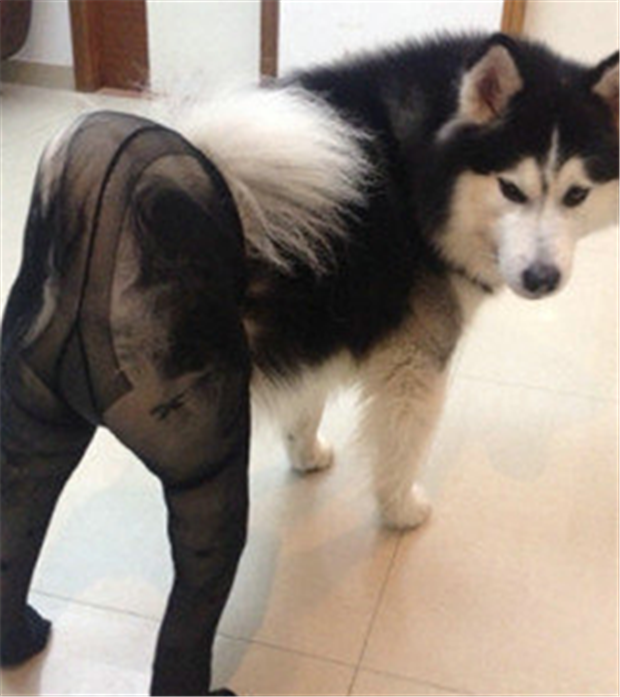dogs wearing pantyhose meme (1)