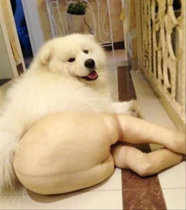 dogs wearing pantyhose meme (13)