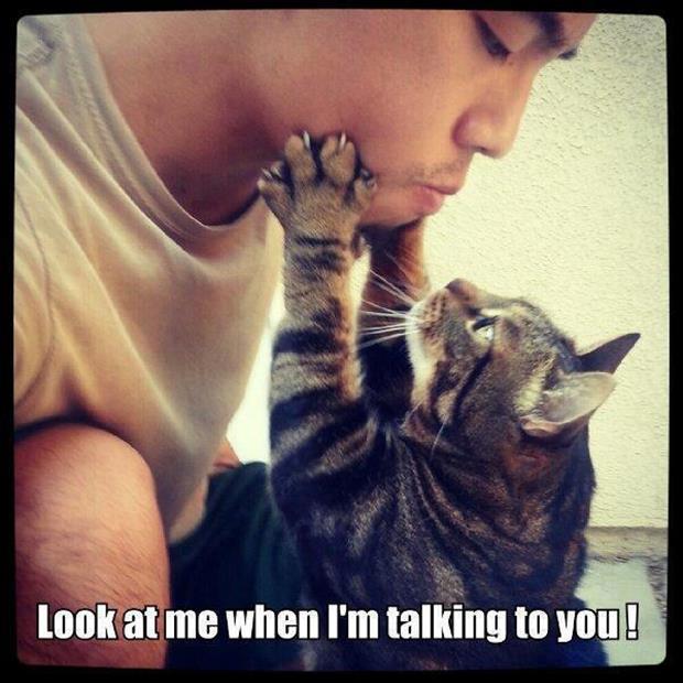 funny cat, look at me when I'm talking to you