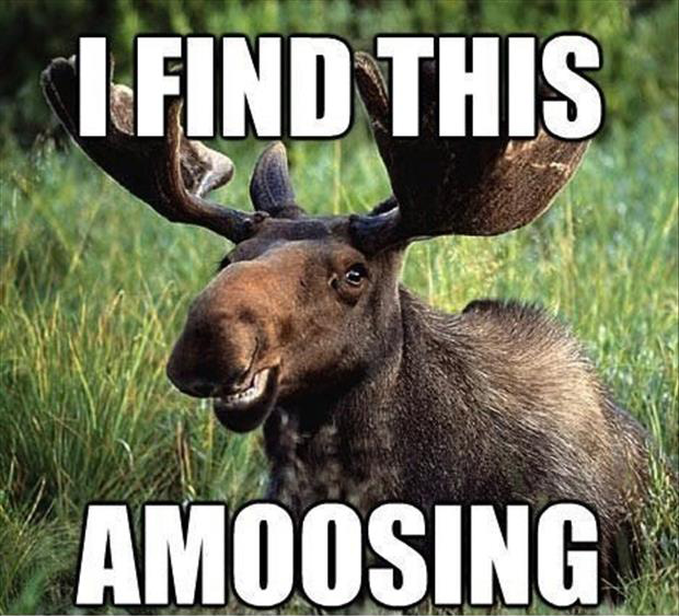 Image result for funny moose