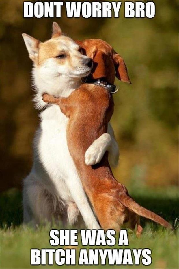funny pictures of two dogs hugging