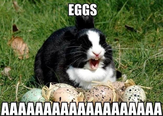 funny rabbit eggs