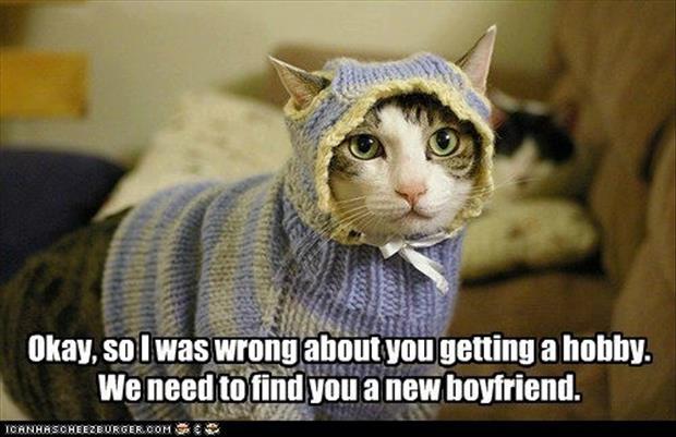 hobby-funny-cat-clothes.jpg