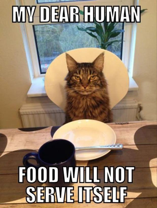 a funny cat at the dinner table