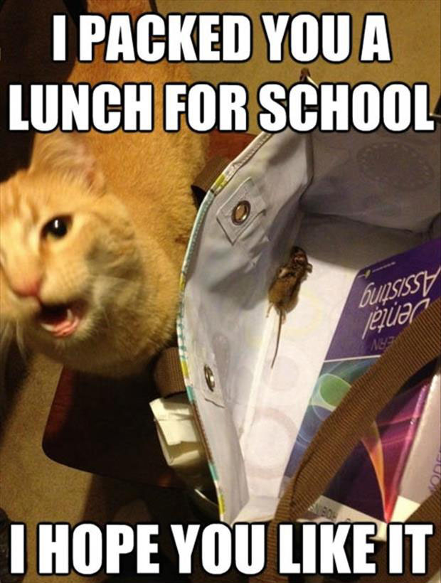 a funny cat packed a lunch for school