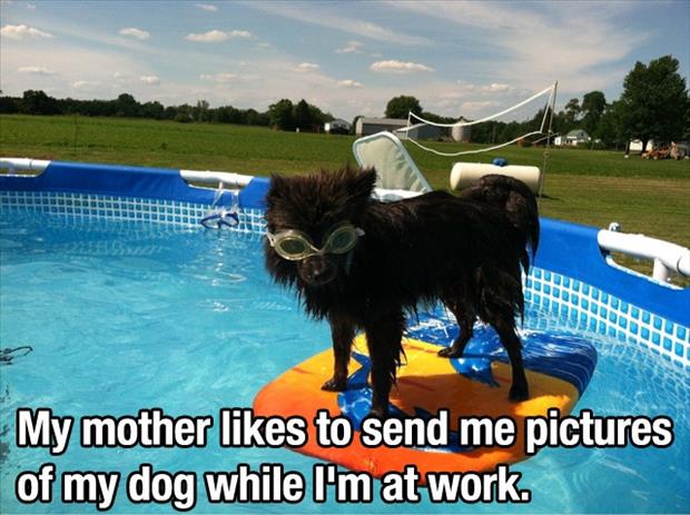 a funny dog in the pool