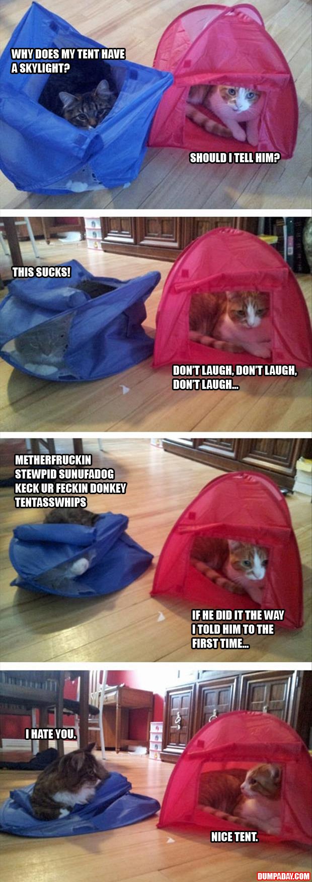 a funny pictures cat tents