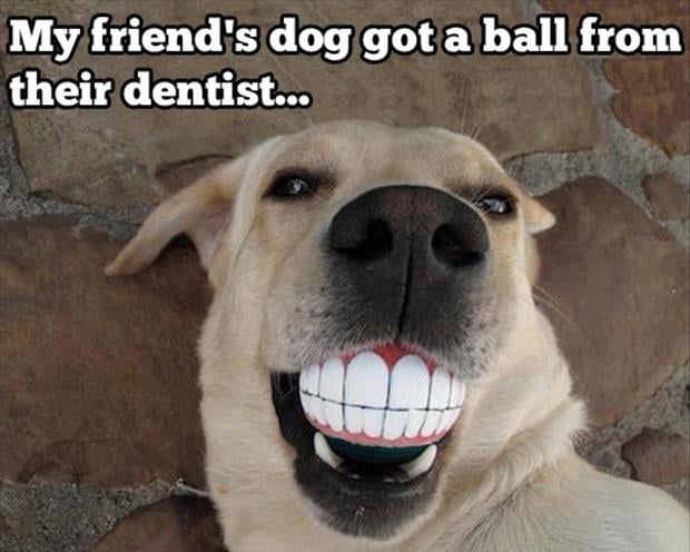 a funny pictures dog with teeth