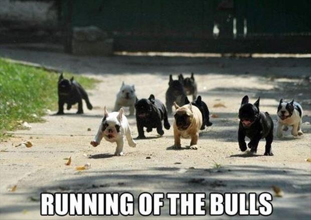 a running of the bulls