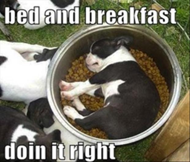 bed and breakfast funny pictures