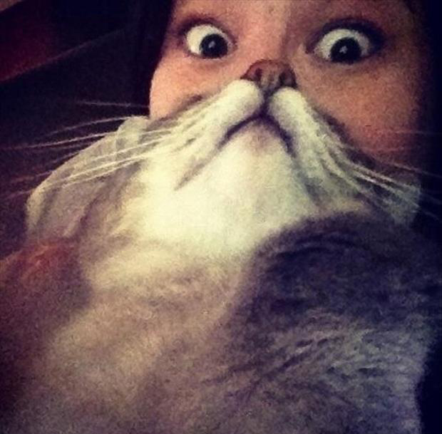 cat beard memes (10)