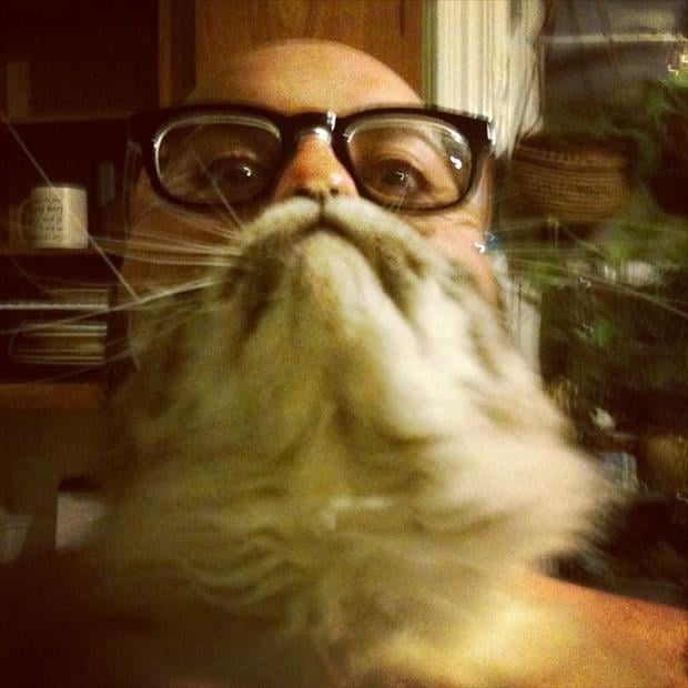 cat beard memes (19)