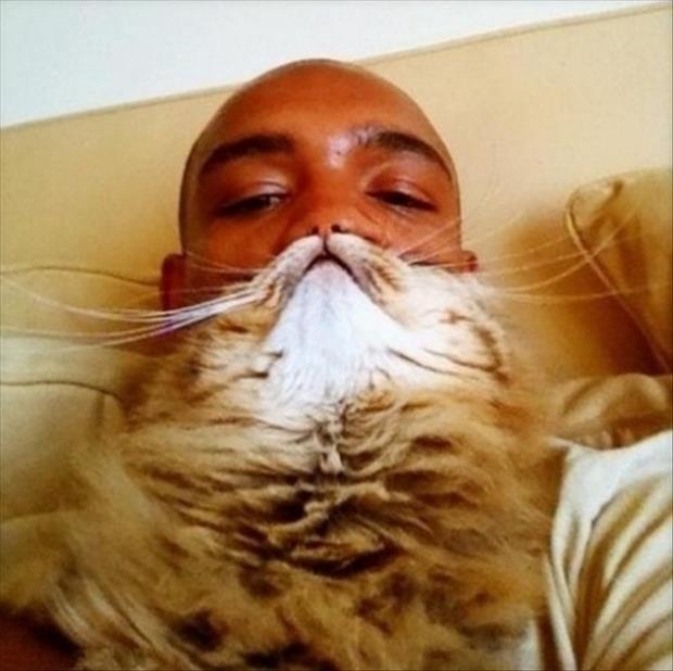 cat beard memes (5)