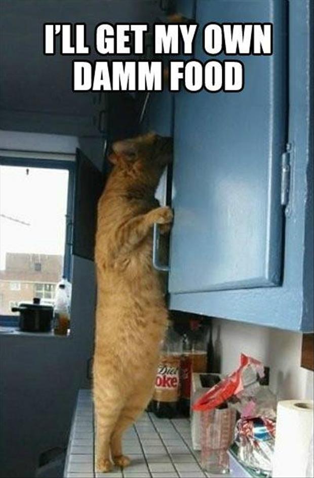 cat feeds himself