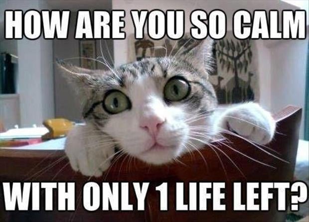 cats have nine lives