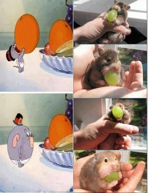 cute mouse eats grape