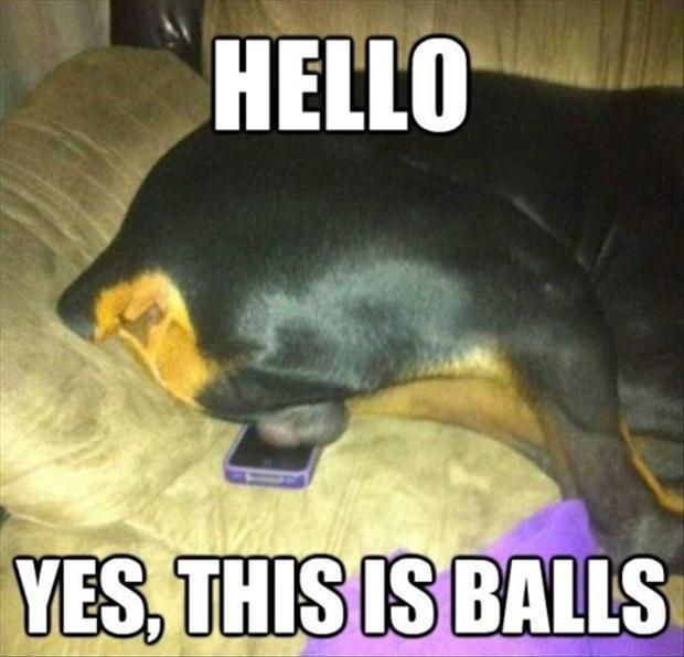 dog balls