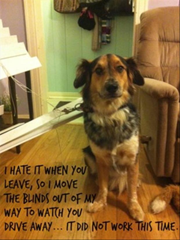 dog caught in blinds