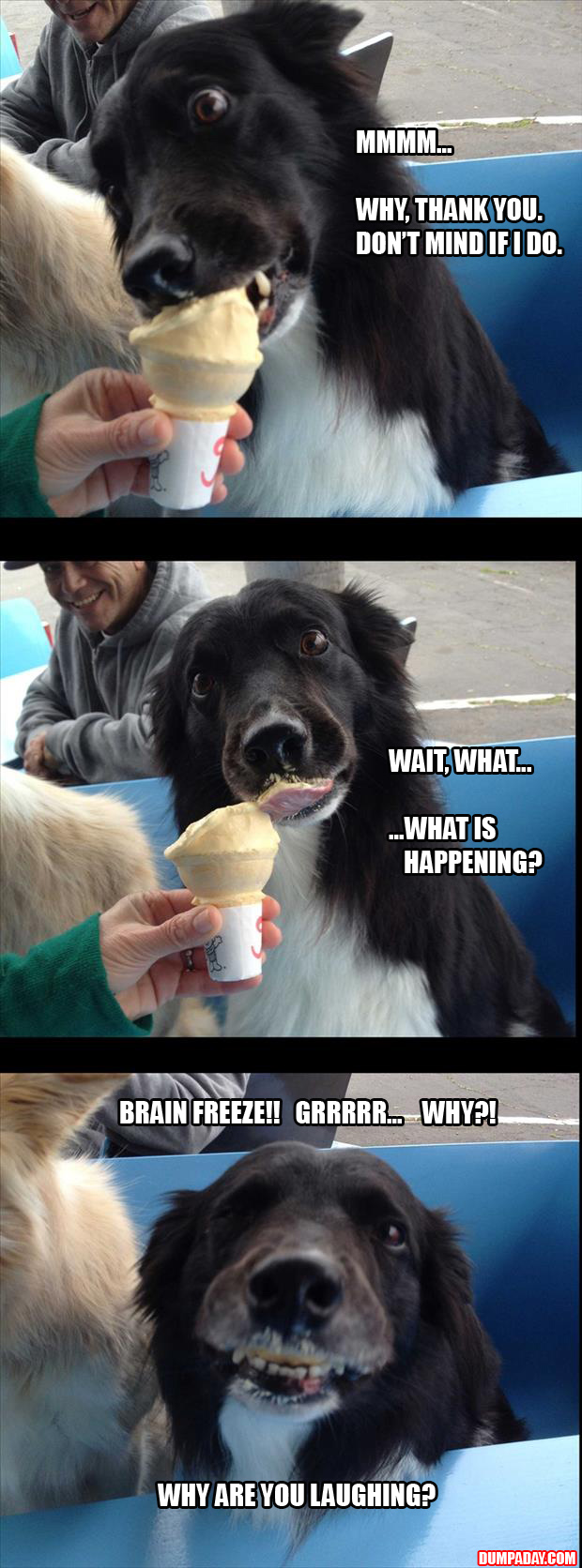 dog eats ice cream brain freeze