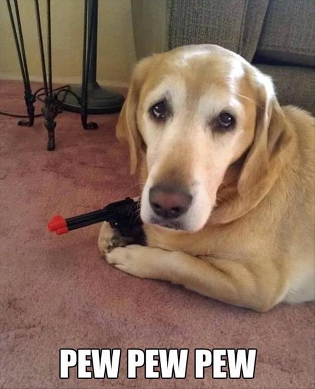 dog has a gun