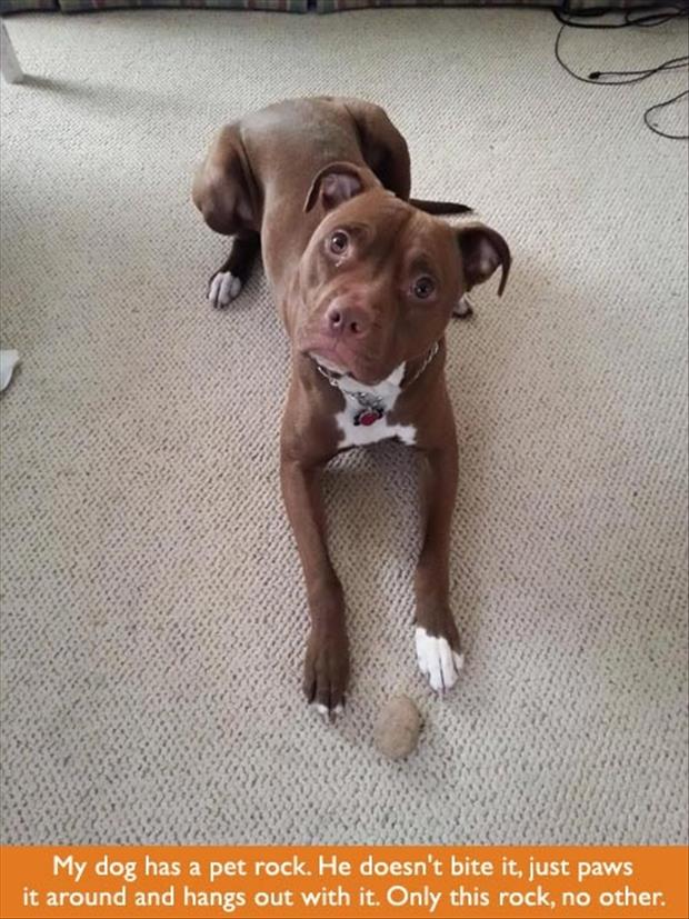 dog has pet rock