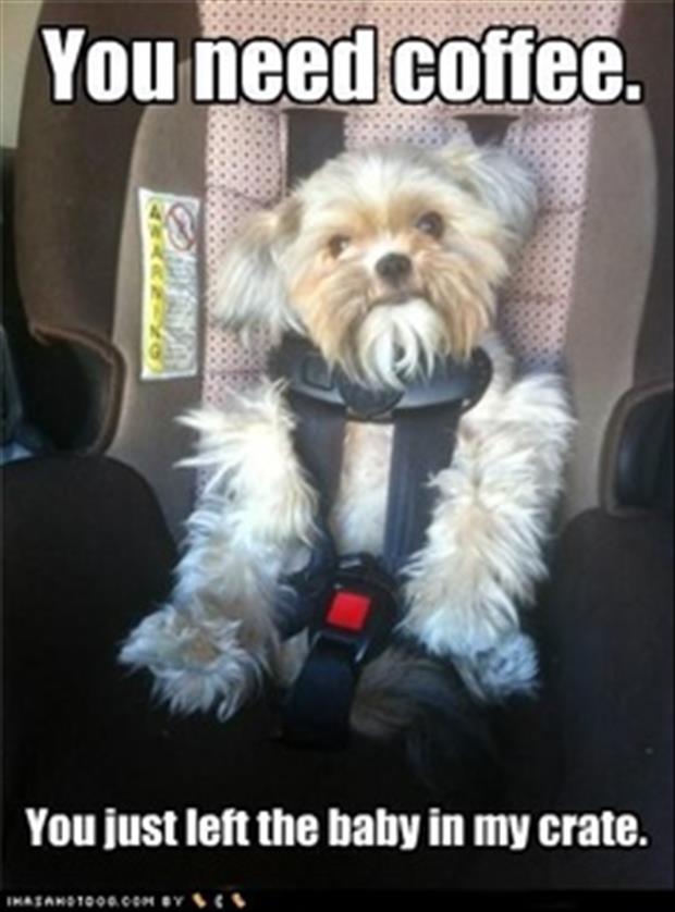 dog in car seat funny pictures