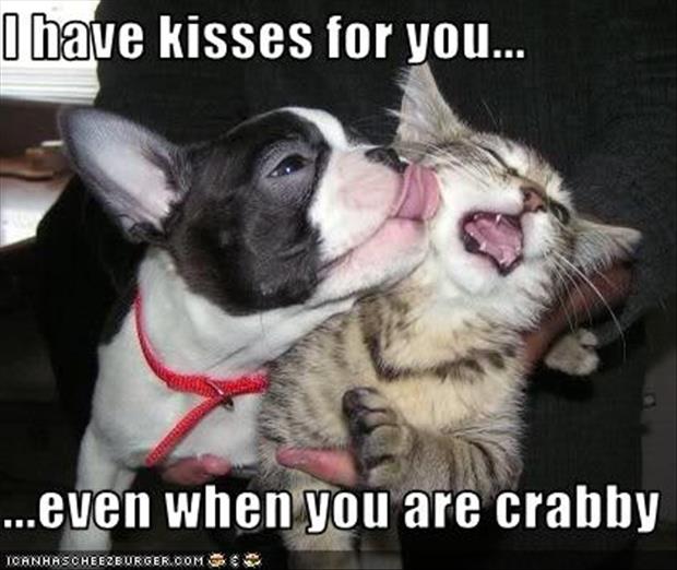 dog kisses funny pictures