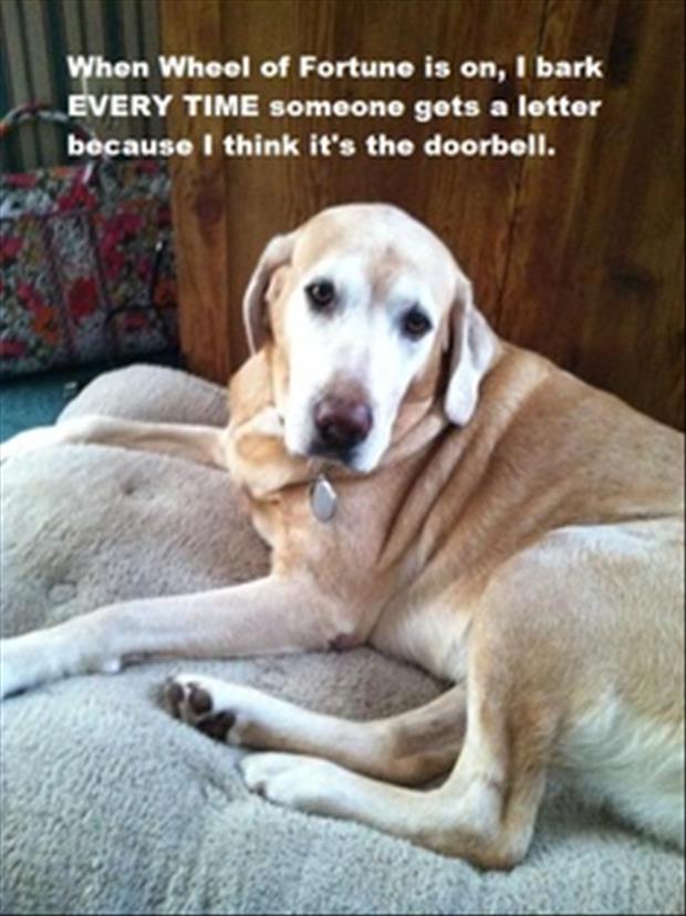 dog shaming funny pictures