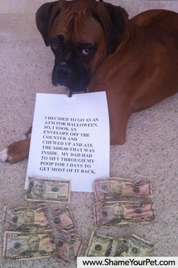 dog shaming