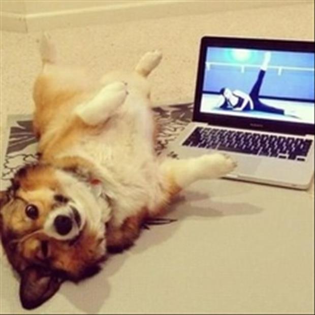 dog yoga