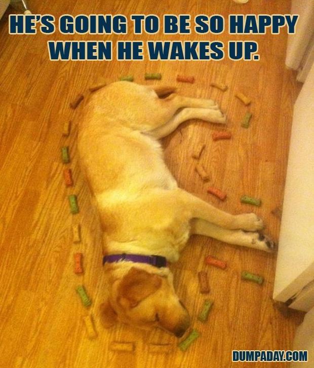 doggy treats funny pictures