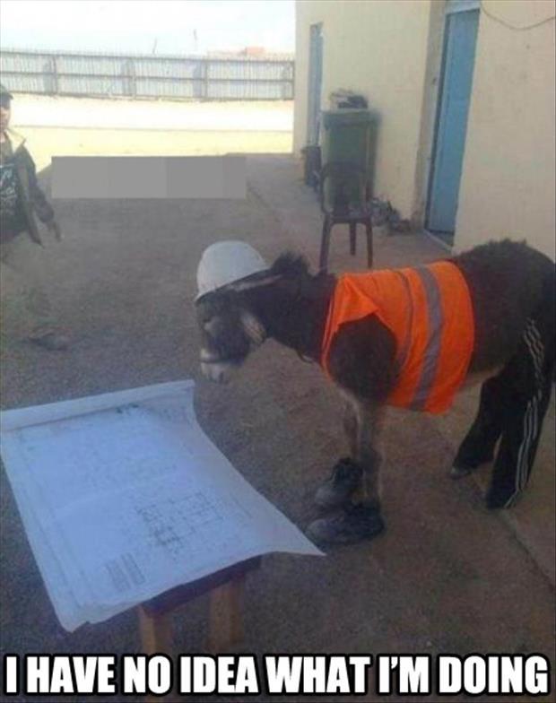 donkey has no idea what he's doing
