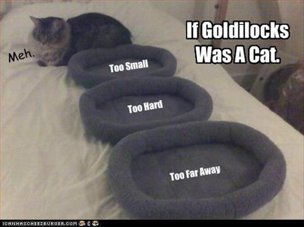 Cat Humor #7