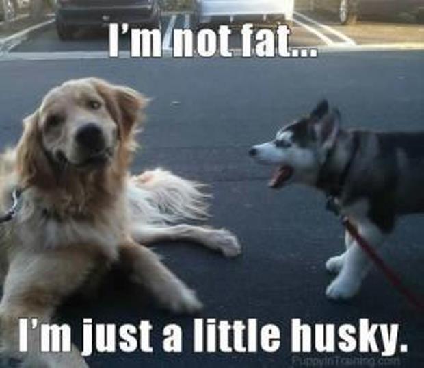 fat dogs