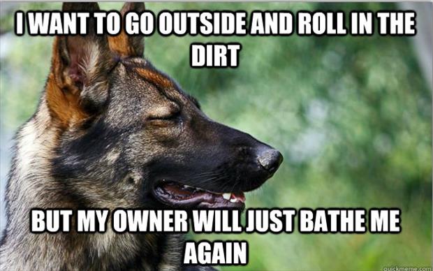 first world dog problems meme (1)