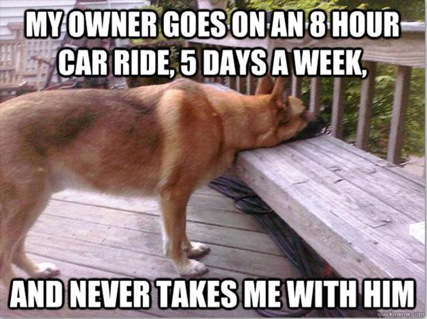 first world dog problems meme (11)