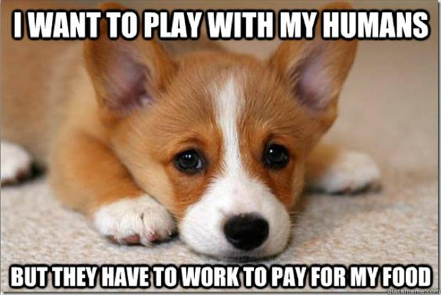 first world dog problems meme (15)