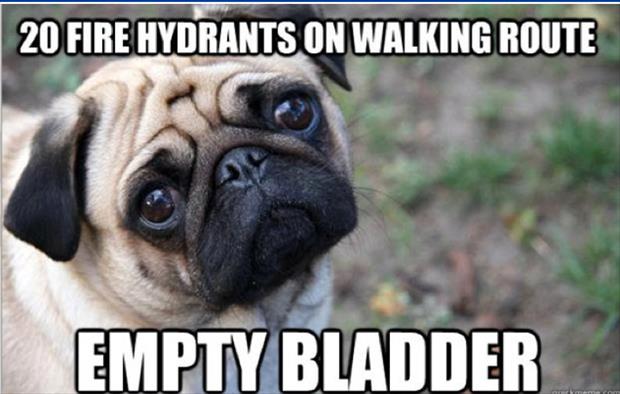 first world dog problems meme (16)