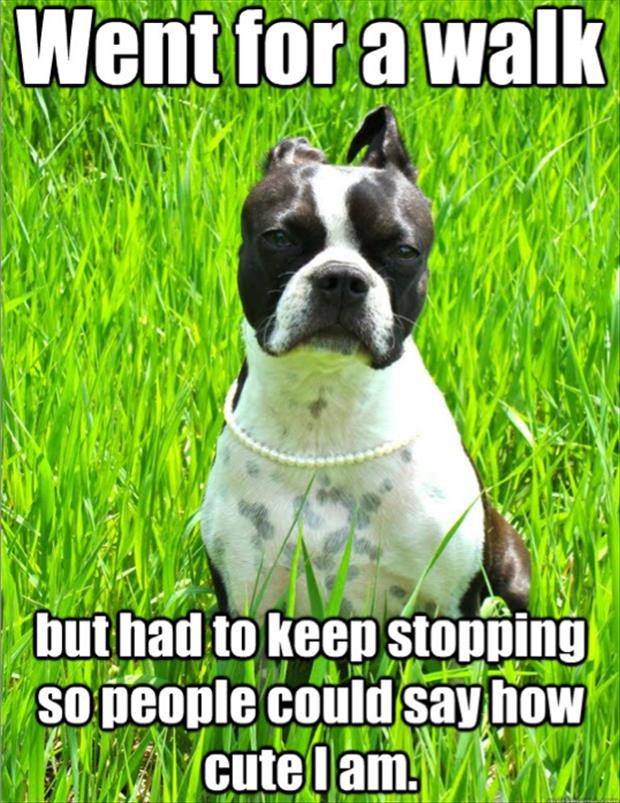 first world dog problems meme (19)