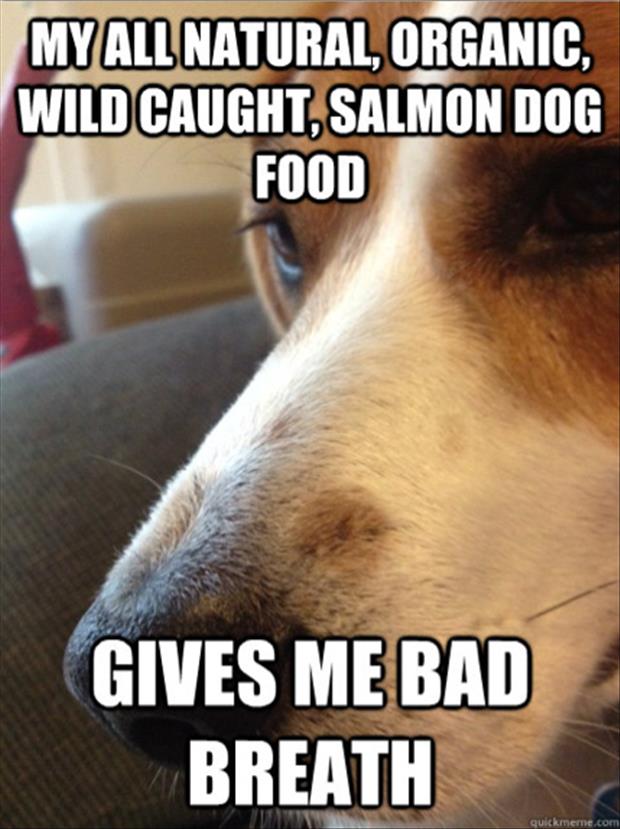 first world dog problems meme (6)