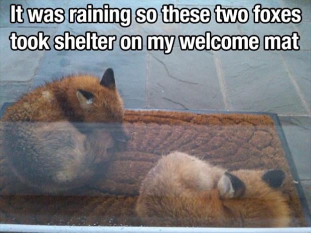 foxes took shelter on my door mat