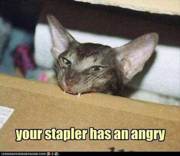 funny angry cat