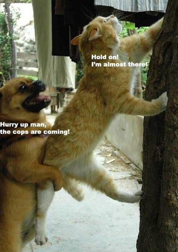 funny animals cat and dog