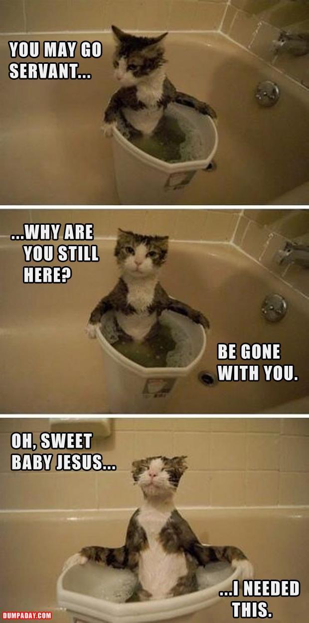 funny cat baths