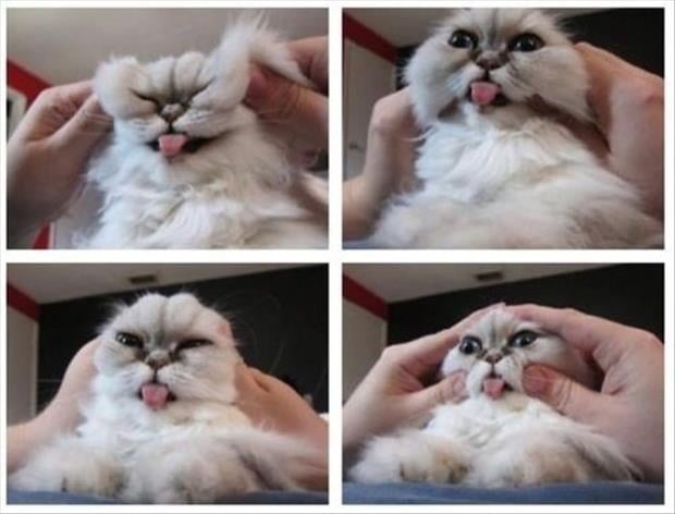 funny cat faces